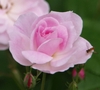 pink, fully double rose.