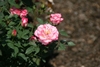 Pink edged white petals and yellow center - side view