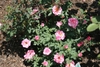 Form in bloom