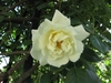 Large white fully double rose