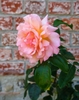 Large, pink, fully double rose.