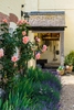 Large, pink, fully double rose trained on a wall.