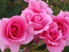 Rosa 'Country Dancer'