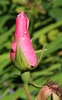Pink flower bud