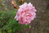 Rose Flower with over 5 layers of pink petals in June Belgium