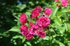 Loose clusters of small, red, double roses.