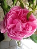 Close-up of a pink, divided rose flower.