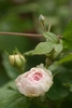Pale pink rose among its leaves.