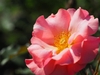 Pale pink single-flowered rose among its leaves.