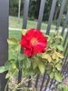Red, single rose.