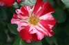 Red and white semoi-double flower