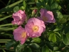 Pale pink single-flowered roses among the leaves.