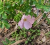 Pale pink single-flowered rose among its leaves.