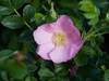 Pale pink single-flowered rose among its leaves.