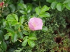 Pale pink single-flowered rose among its leaves.