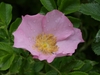 Pale pink single-flowered rose among its leaves.