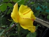 Clear yellow, fully double rose.