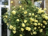 Clear yellow, fully double rose on a climbing plant.