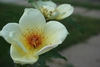 Clear yellow, single to semi-double roses with dark stamens.