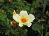 Clear yellow, single to semi-double roses with dark stamens.