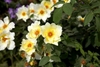 Clear yellow, single to semi-double roses with dark stamens.