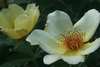 Clear yellow, single to semi-double roses with dark stamens.