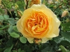 Double flowered yellow rose