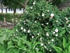 Form in bloom