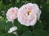 Layers of light pink petals with off-white borders in June