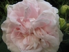 Layers of light pink petals with off-white borders