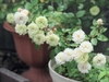 greenish white, double-flowered miniature rose