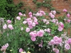 Shrub with clusters of pink fully double roses