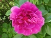 Close-up of a dark pink, fully double rose.