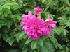 Close-up of a dark pink, fully double rose.