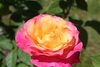 A fully double rose. Outer petals are pink; inner are yellow.