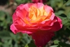 A fully double rose. Outer petals are pink; inner are yellow.