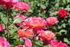 Fully double roses. Outer petals are pink; inner are yellow.