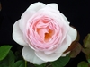 Pink double rose