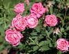 Pink fully double hybrid rose