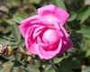 Pink fully double hybrid rose