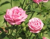 Pink fully double hybrid rose
