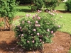 Shrub with many, pink, fully double roses