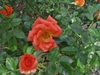 Small, reddish orange rose flowers.
