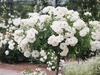 Form in bloom