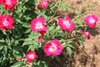 Clusters of pinkish red semidouble flowers with pale centers.