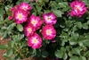 Clusters of pinkish red semidouble flowers with pale centers.