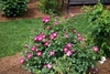 Shrub with pinkish red semidouble flowers with pale centers.