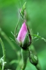 Flower bud