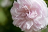 Close-up of a pale pink, divided rose flower.