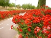 Shrubs with double red flowers